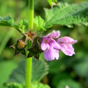 20140907Ballota_nigra1_(cropped)
