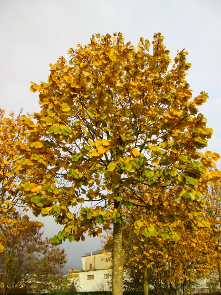 20141119Tilia_tomentosa2