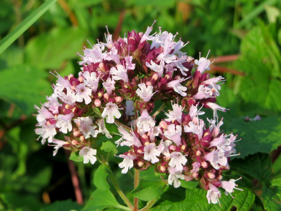 20140907Origanum_vulgare2
