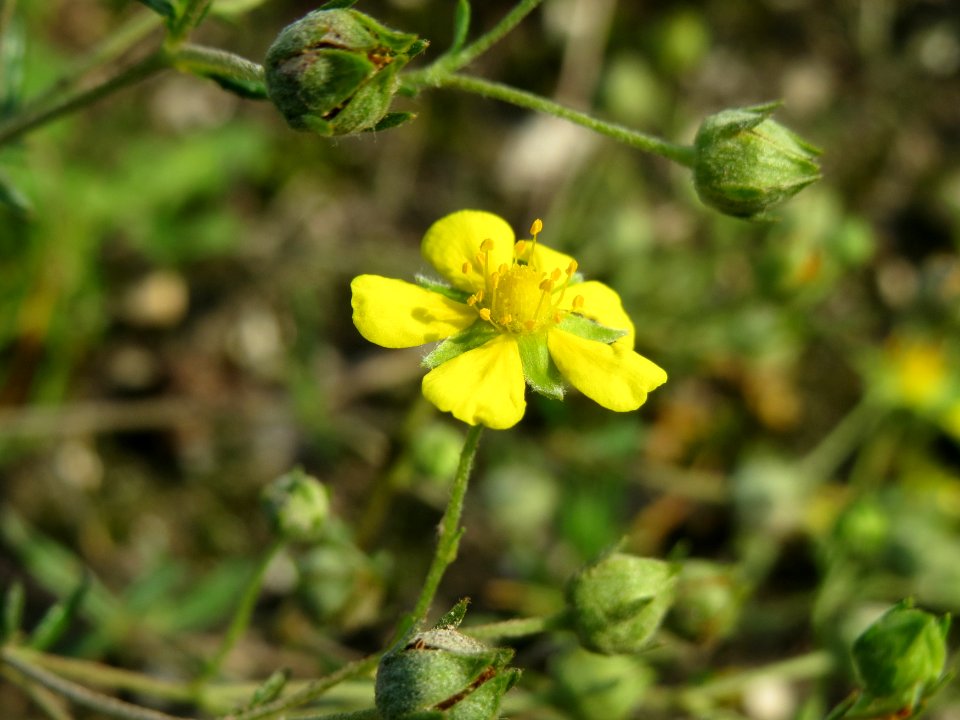 20140907Potentilla_argentea4