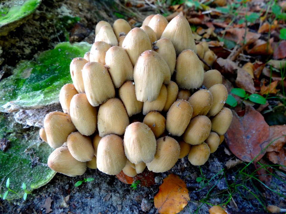 20141028_Hollandse_Hout_paddenstoelen