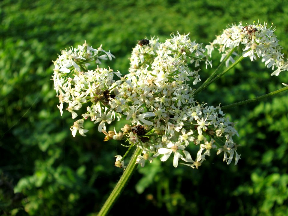20141102Heracleum_sphondylium1
