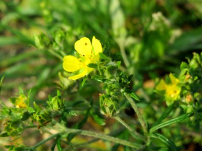 20140907Potentilla_argentea3