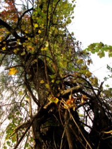 20141026Vitis_vinifera04