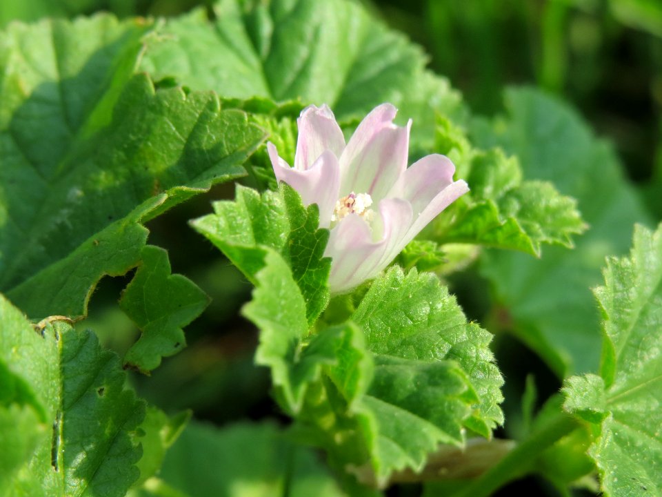 20140907Malva_neglecta