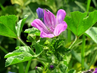 20140907Malva_sylvestris2