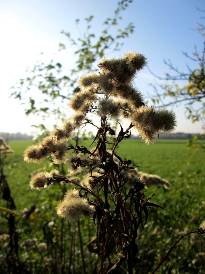20141101Solidago_canadensis2