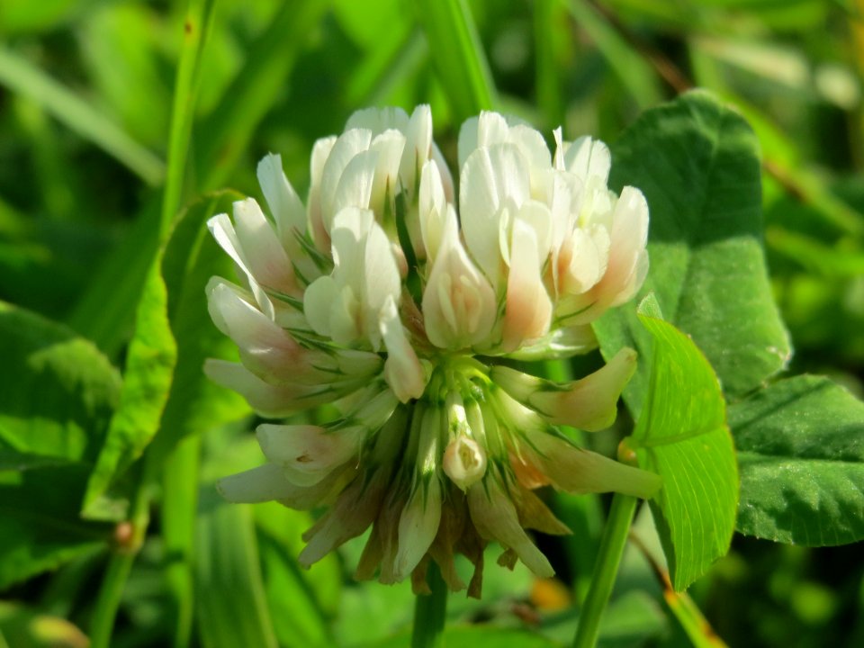 20140906Trifolium_repens