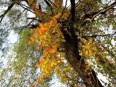 20141026Vitis_vinifera01