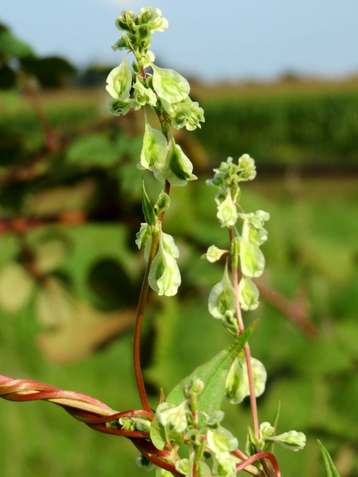 20140907Fallopia_dumetorum3