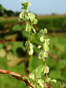20140907Fallopia_dumetorum3