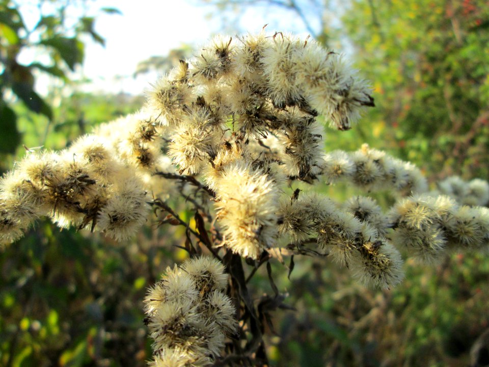 20141101Solidago_canadensis1
