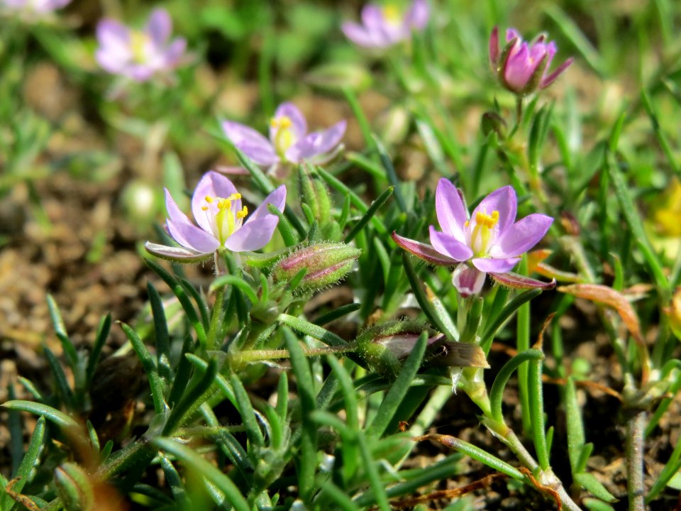 20140905Spergula_rubra1