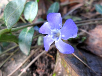 20141026Vinca_minor