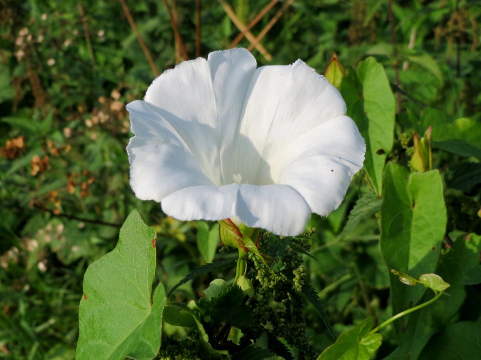20140907Calystegia_sepium2