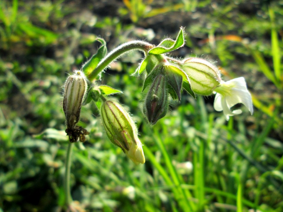 20141101Silene_latifolia1