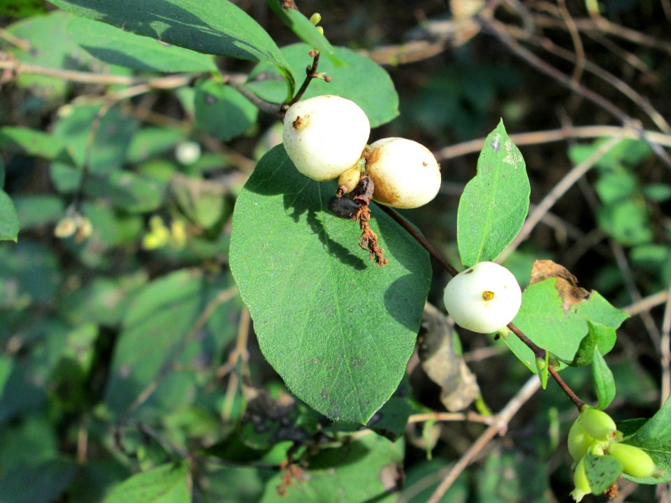 20141026Symphoricarpos_albus