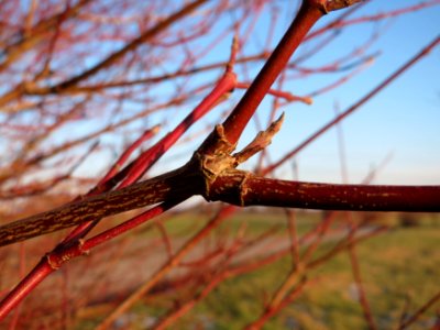 20141228Cornus_sanguinea1