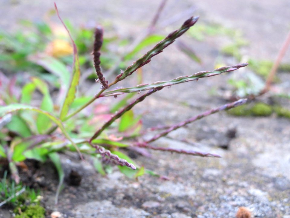 20140904Digitaria_sanguinalis1