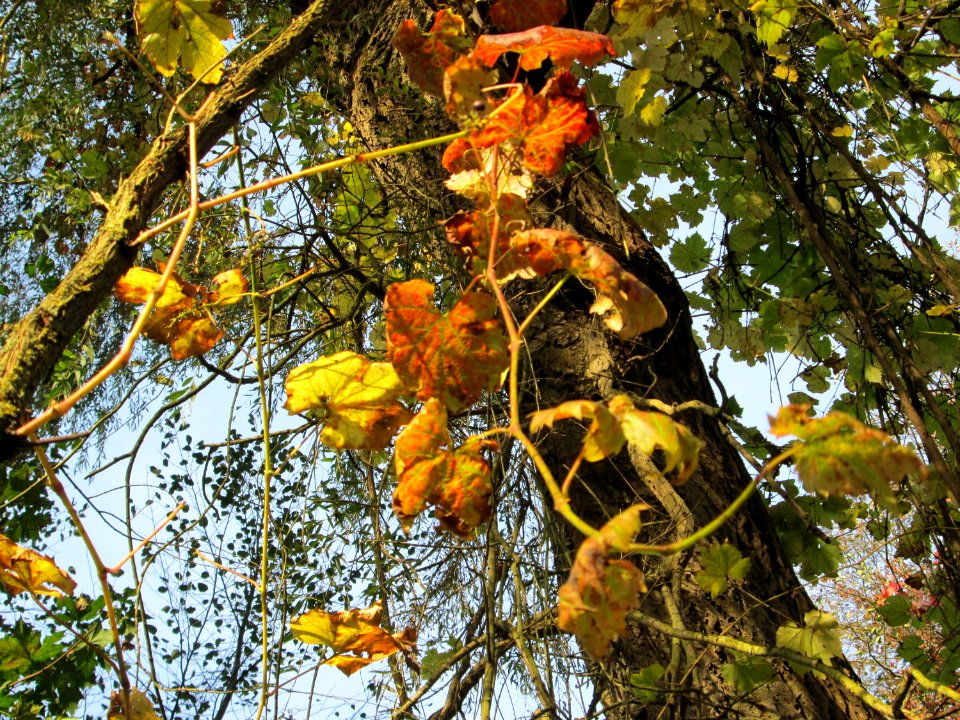 20141026Vitis_vinifera09