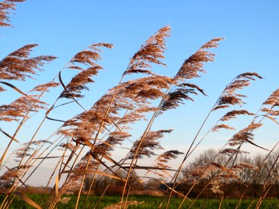 20141228Phragmites_australis1