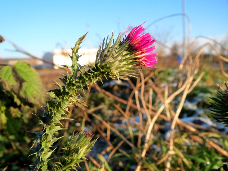 20141228Carduus_acanthoides