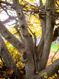 20141119Parrotia_persica4