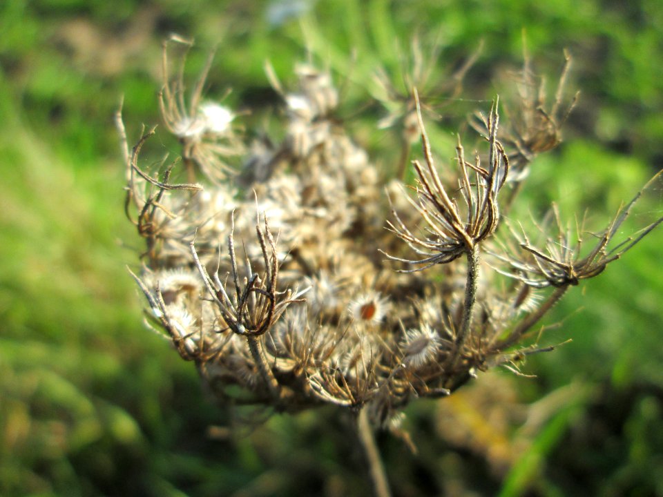 20141101Daucus_carota