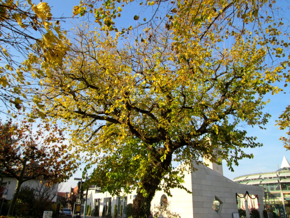 20141122Morus_alba5