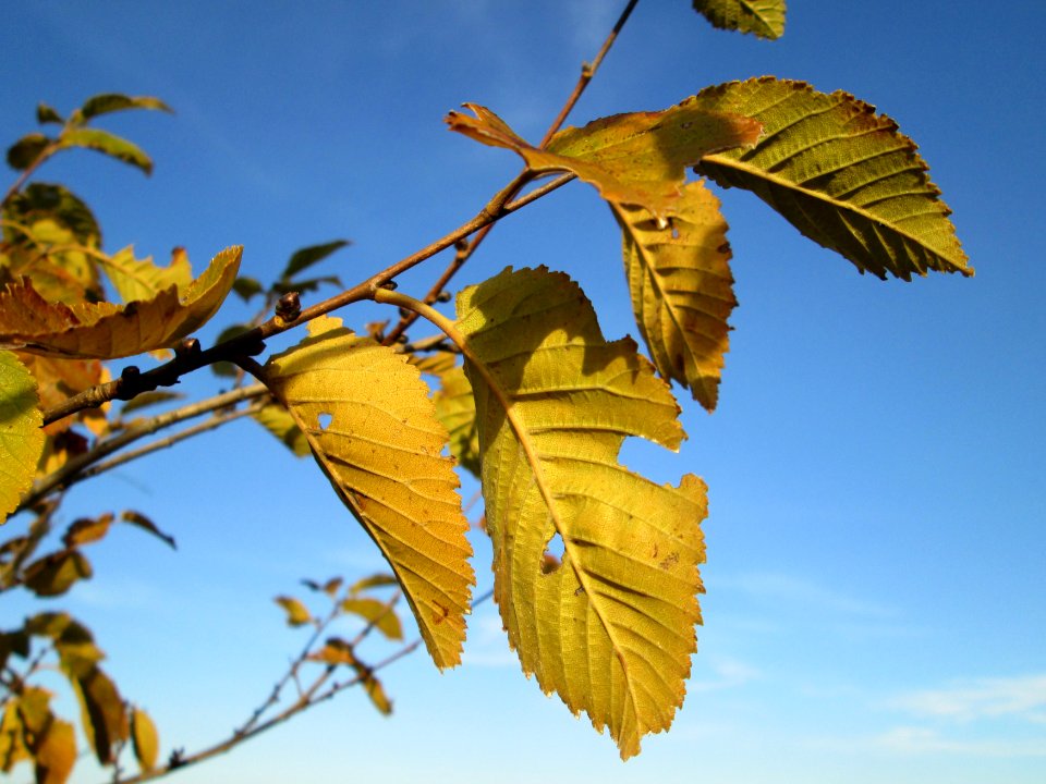 20141108Ulmus_minor12