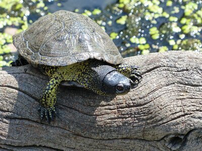 Turtle animal nature