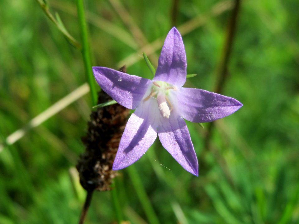 20140811Campanula_rapunculus2