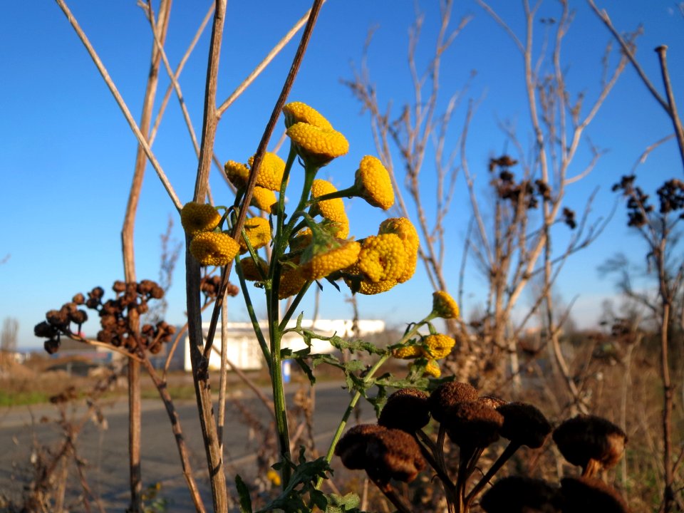 20141228Tanacetum_vulgare