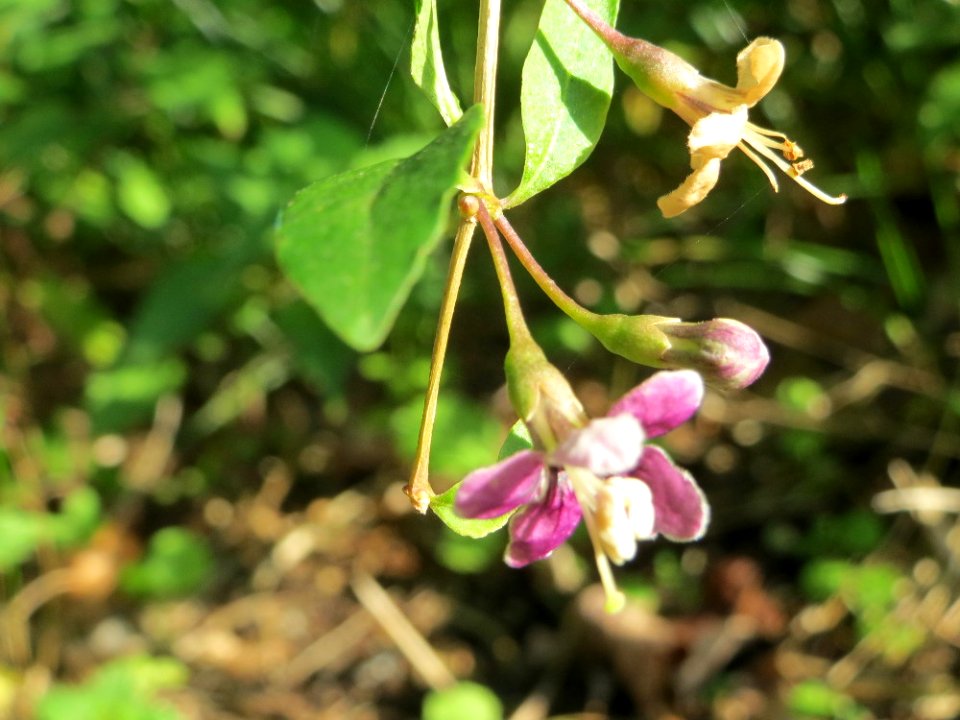20140926Lycium_barbarum1