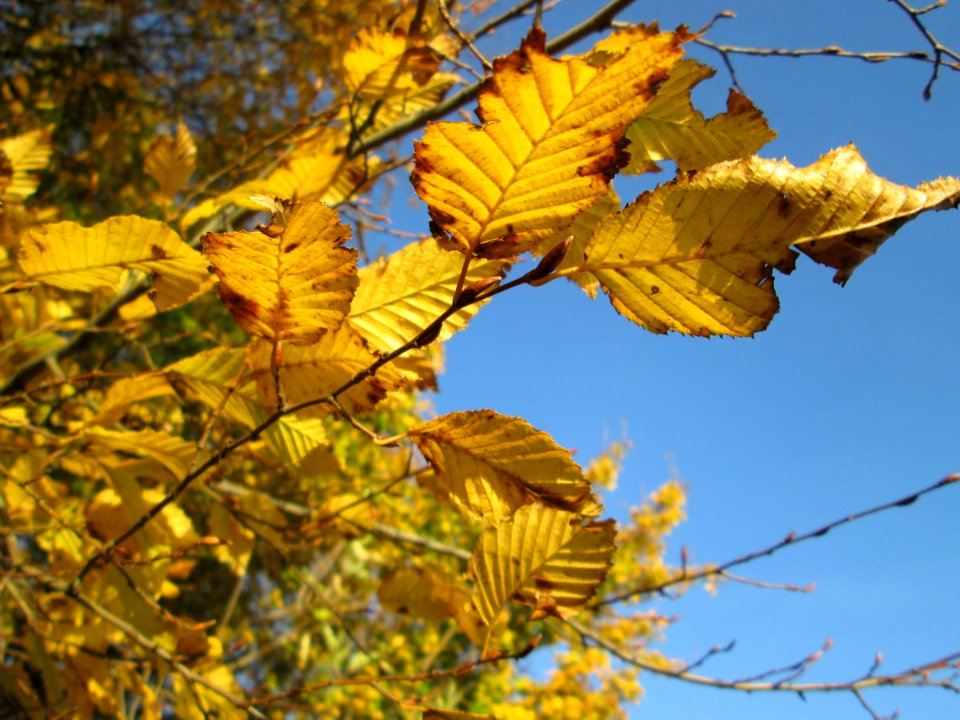 20141108Ulmus_minor04