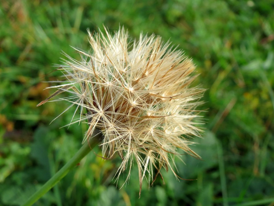 20141207Crepis_biennis3