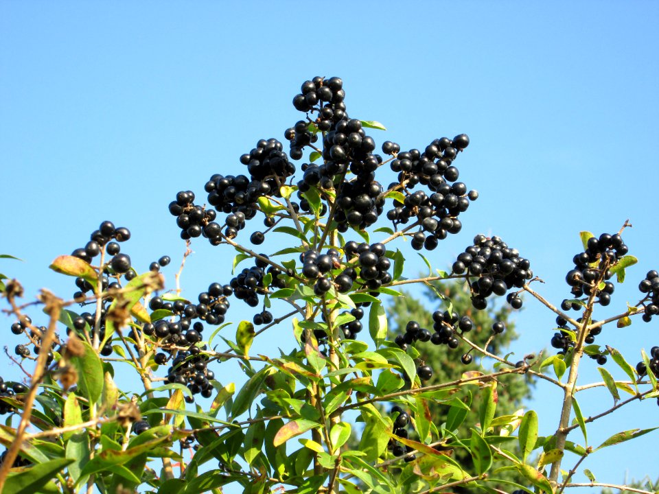 20141101Ligustrum_vulgare1