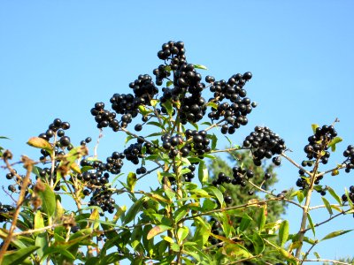 20141101Ligustrum_vulgare1