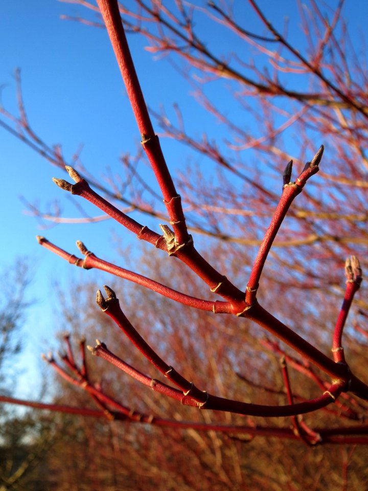 20141228Cornus_sanguinea2