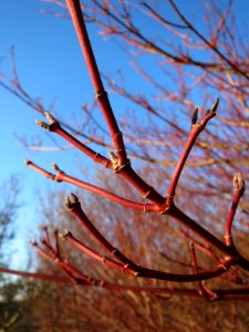 20141228Cornus_sanguinea2