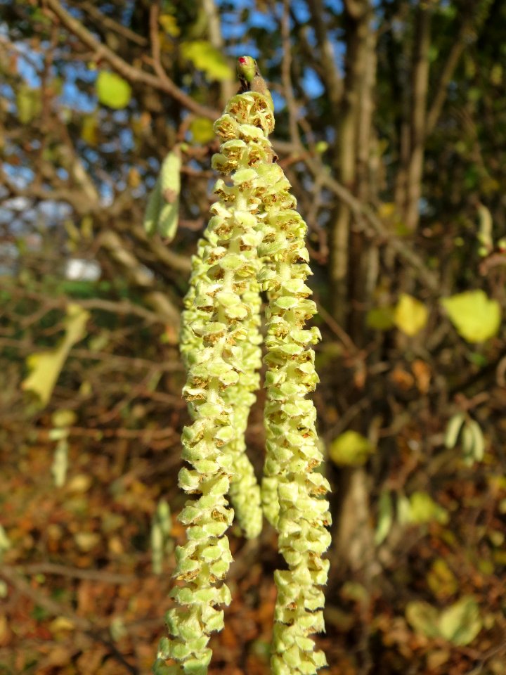 20141207Corylus_avellana1