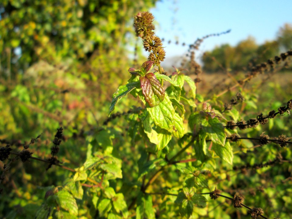 20141101Mentha_spicata1
