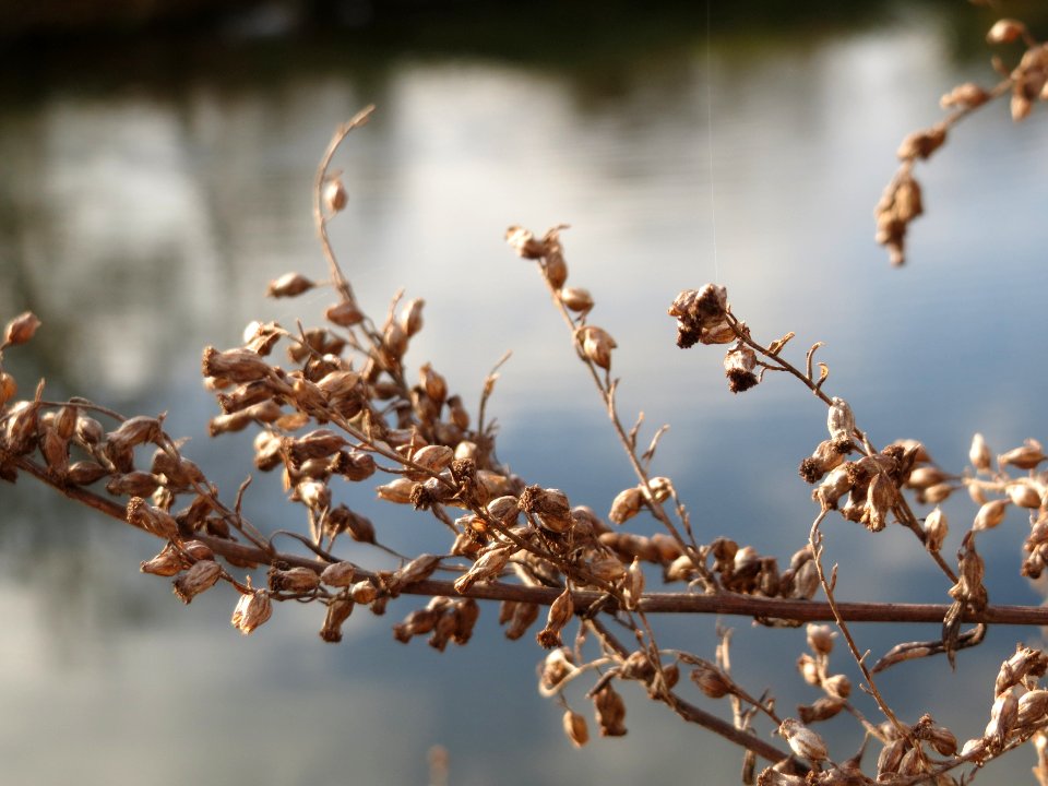 20141207Artemisia_vulgaris2