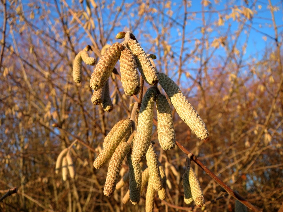20141228Corylus_avellana1