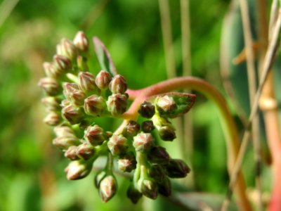 20140811Hylotelephium_telephium06
