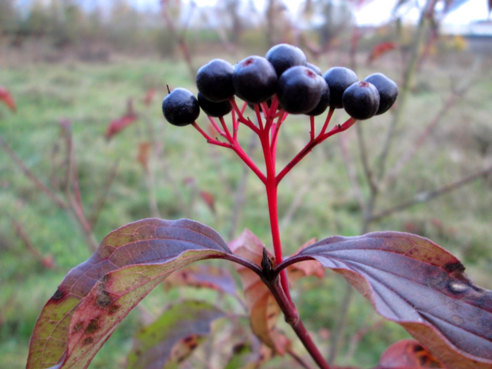 20141119Cornus_sanguinea