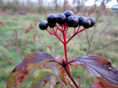 20141119Cornus_sanguinea
