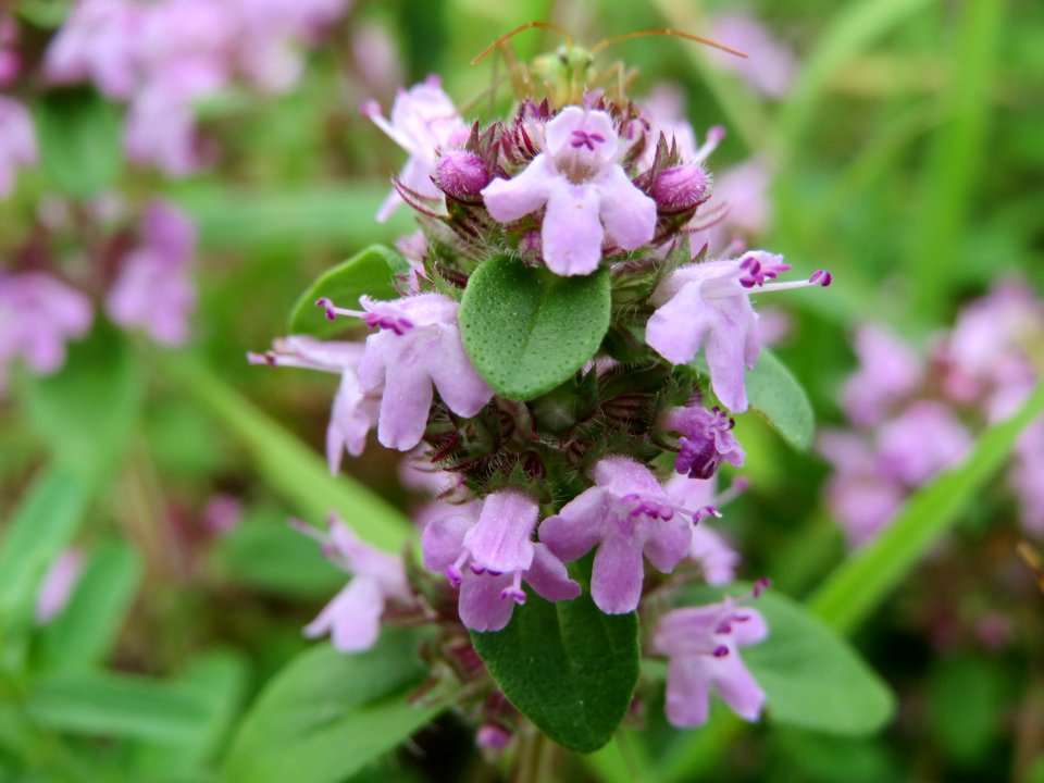 20140810Thymus_serpyllum1