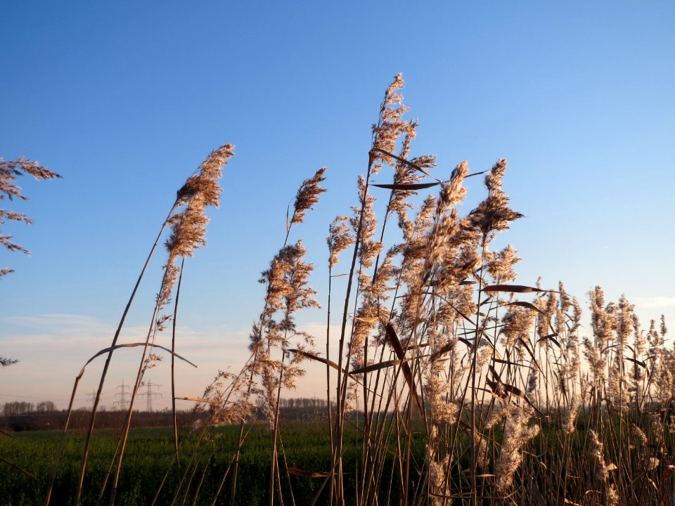 20141228Phragmites_australis2