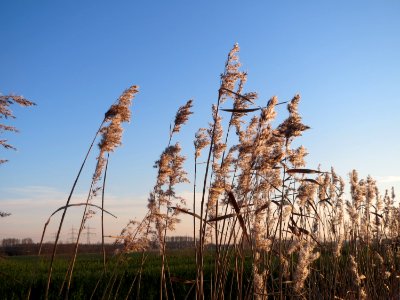 20141228Phragmites_australis2